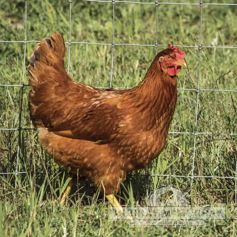 New Hampshire Red hen for The Best Dual Purpose Chicken Breeds