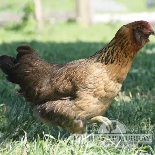 brown red ameraucana        
        <figure class=