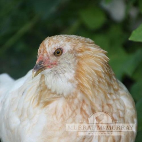 Ameraucana Chicken: What You Want To Know