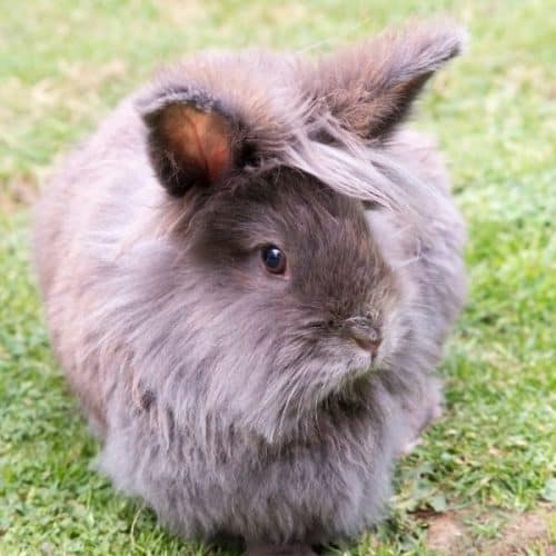 The Lionhead Rabbit: How Big Do They Get? And FAQ Guide