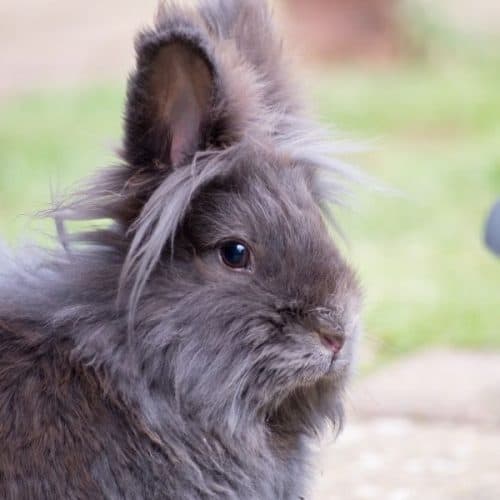 The Lionhead Rabbit: How Big Do They Get? And FAQ Guide