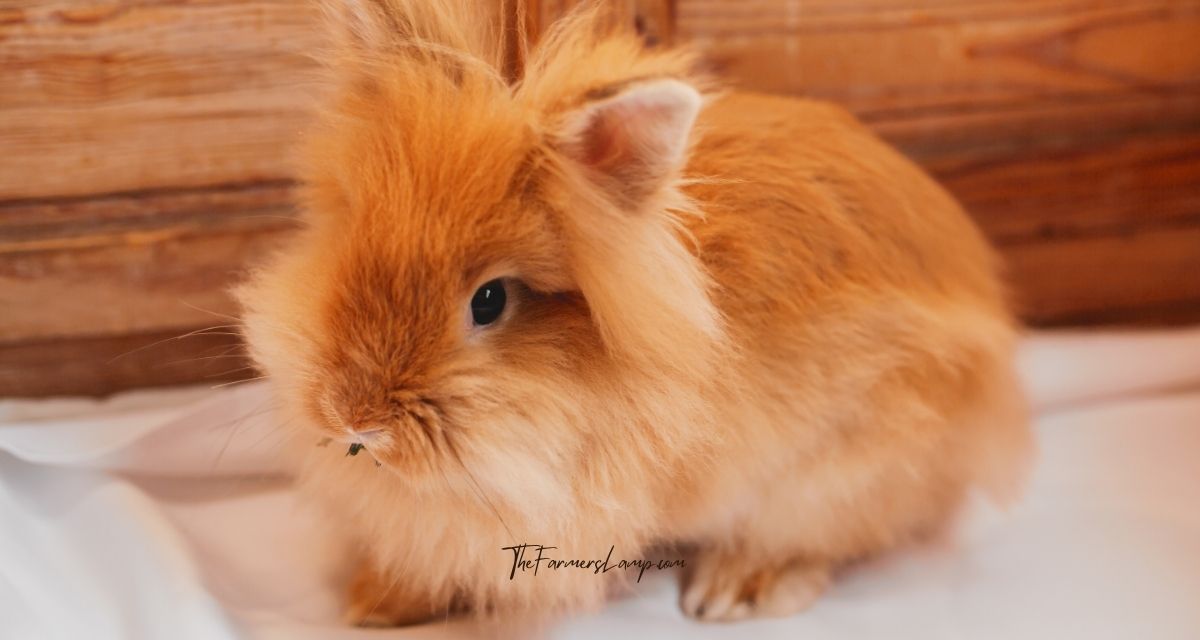 Lionshead Rabbit