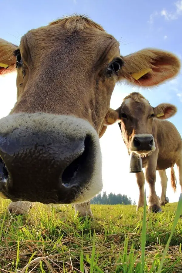 brown cows with black noses looking closeup to camera