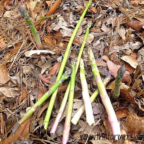 Guide To Growing Asparagus From Crowns And Seeds