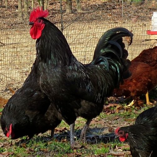 black australorp rooster and hens free ranging