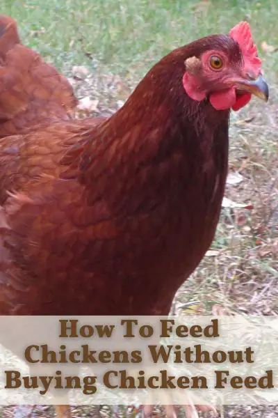 How To Feed Chickens Without Buying Chicken Feed • The Farmer's Lamp