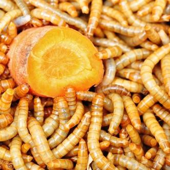 Beetle Self-Sorting Tray – Space Coast Mealworms