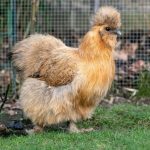 Complete Guide To The Silkie Chicken Breed