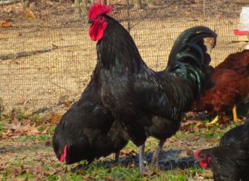 black australorp roo and hens