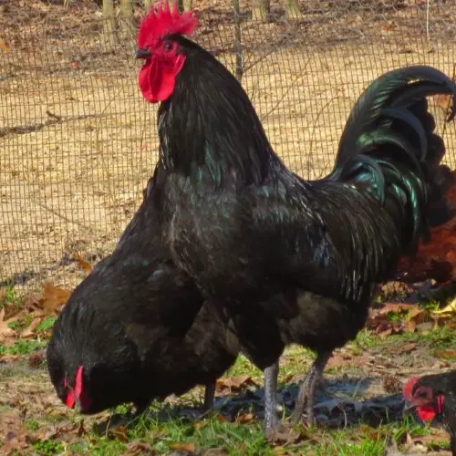 black australorp roo and hens