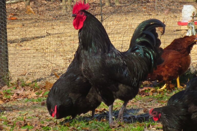 black australorp roo and hens