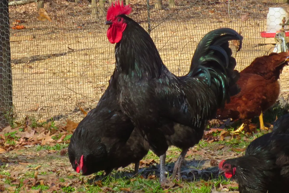 Australorp Chickens Your Essential Guide • The Farmer S Lamp