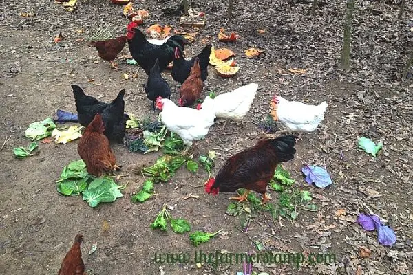 chicken flock scratching in compost pile