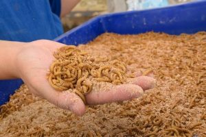 mealworms in blue bin in a man's hand