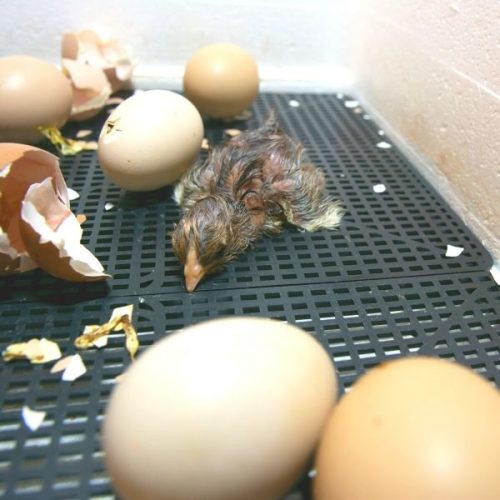 How To Incubate Eggs Successfully • The Farmer's Lamp