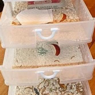 Beetle Self-Sorting Tray – Space Coast Mealworms