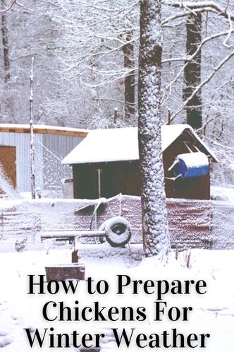 How To Prepare Your Chicken Coop For Winter - Azure Farm