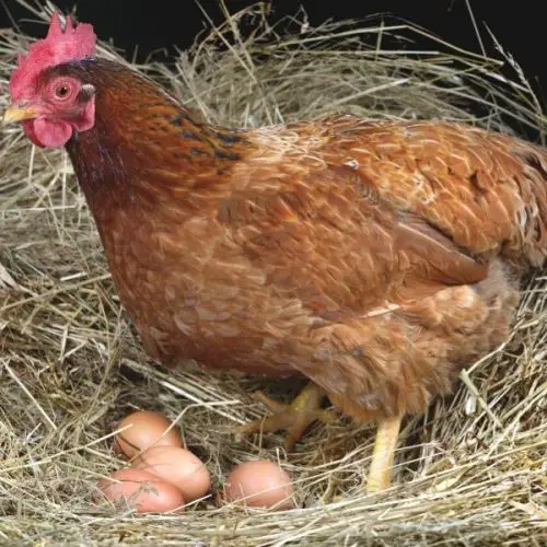 Egg Bound Chicken Symptoms Treatments Causes And Prevention • The Farmers Lamp 