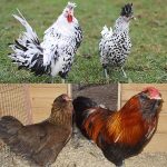 The Appenzeller Chicken Breed: Everything You Want To Know • The Farmer ...