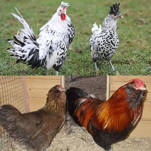 The Appenzeller Chicken Breed: Everything You Want To Know • The Farmer ...