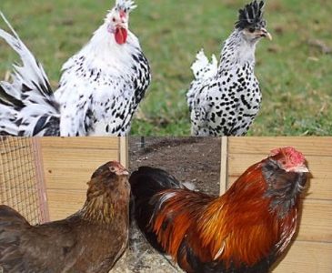 Appenzeller Chicken Breed roos and hens