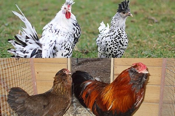 Appenzeller Chicken Breed roos and hens