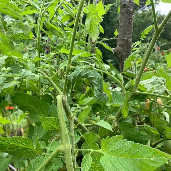 camoflauge at it's best as a tomato hornmorm blends in