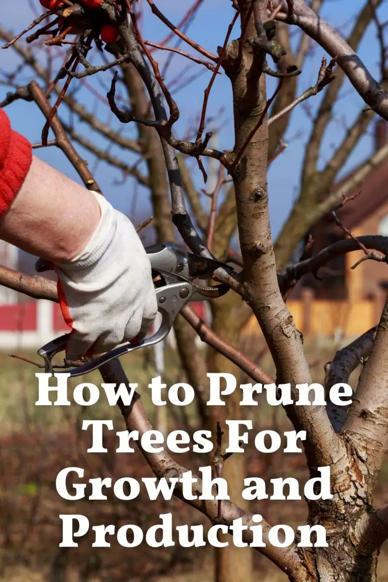 How To Prune Trees For Growth And Production • The Farmer's Lamp