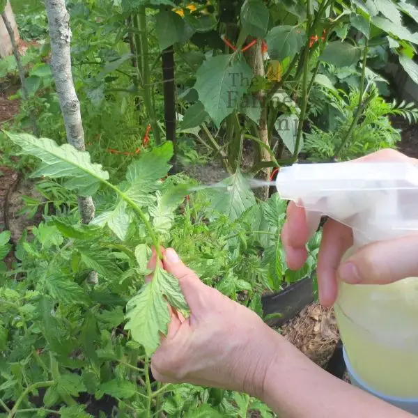 soraying infected leaves with neem oil spray