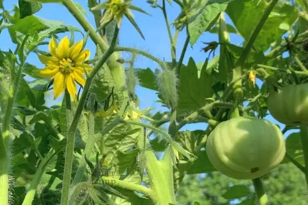 growing tomatoes on a vine