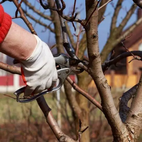 How To Prune Trees For Growth And Production • The Farmer's Lamp