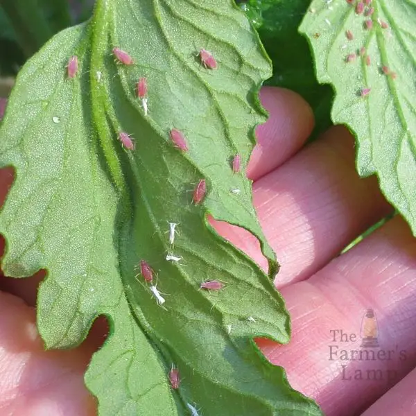 spider ites on tomatoes and aphids