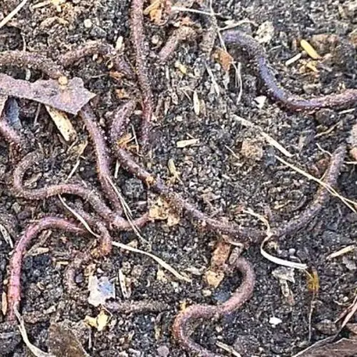 Alabama Jumper Worms For The Garden And Vermicomposting • The Farmer's Lamp