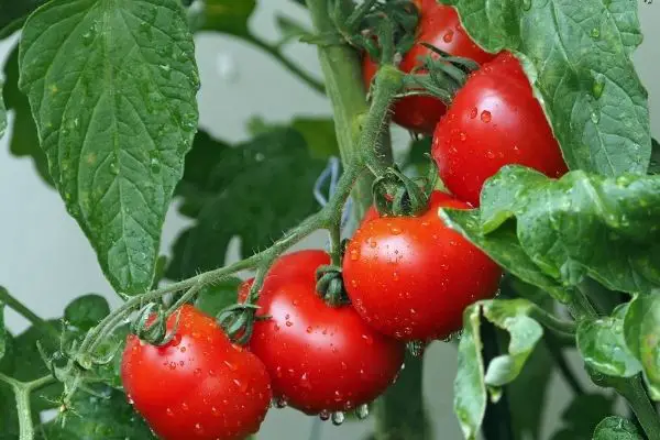 Alicante tomatoes on vine