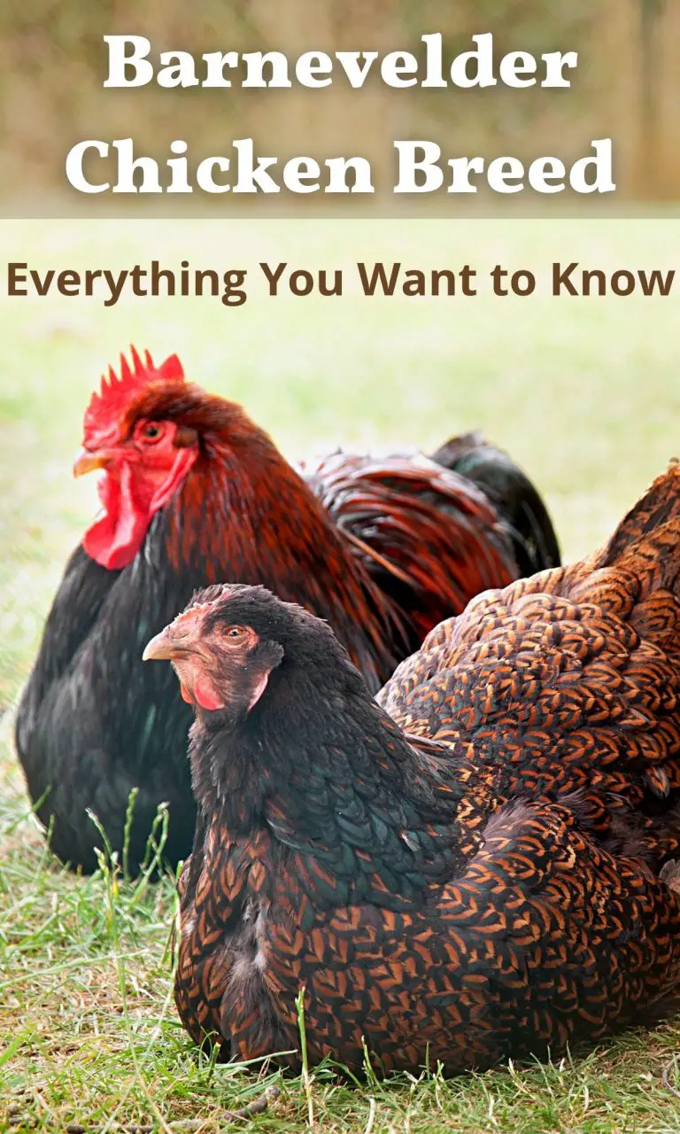 The Barnevelder Chicken Breed: Your Essential Guide • The Farmer's Lamp