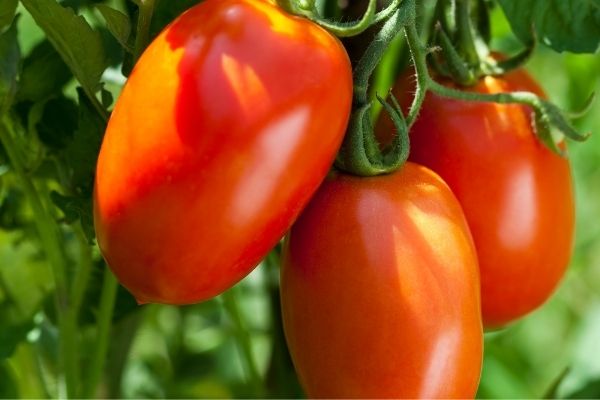 amish paste tomato on the vine