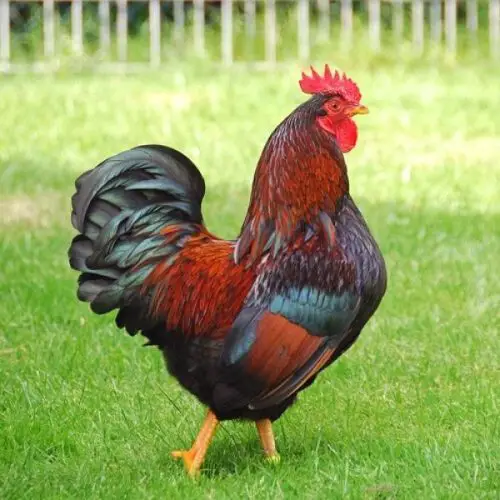 The Barnevelder Chicken Breed: Your Essential Guide • The Farmer's Lamp