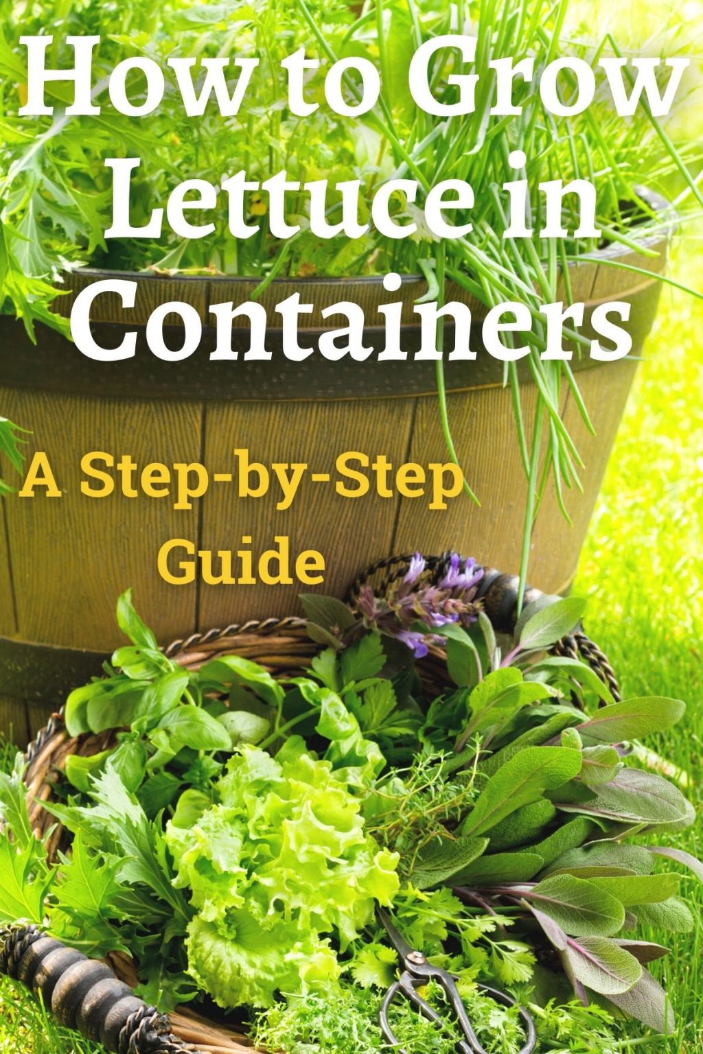 How To Grow Lettuce In Containers: A Step-by-Step Guide