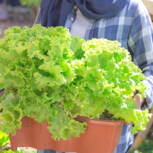 How To Grow Lettuce In Containers: A Step-by-Step Guide