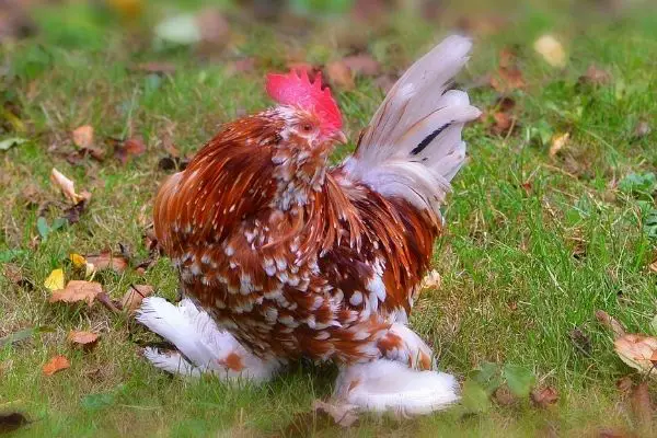 belgian d'uccle rooster