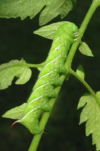 Tomato Hornworms: Easily Find, Kill, And Prevent Them Naturally • The ...