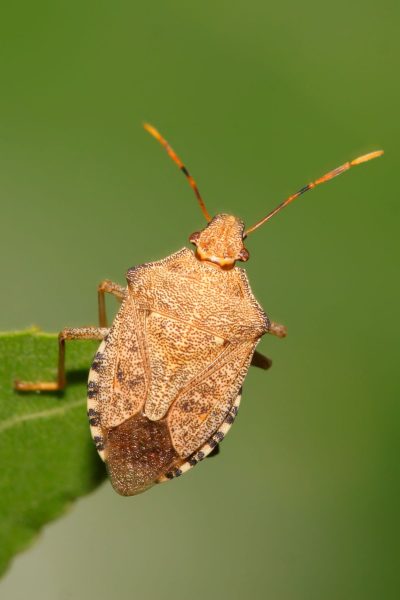 How To Get Rid Of Stink Bugs And Leaf Footed Bugs Naturally • The 