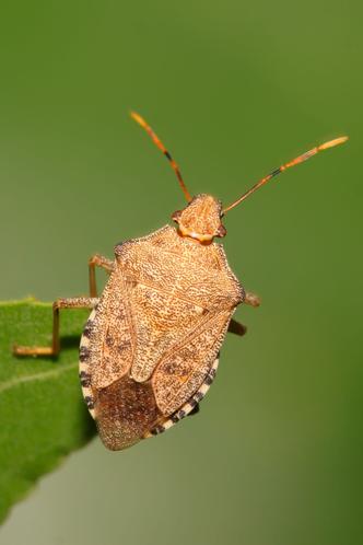 Cheap and Easy Stink-Bug Soda Bottle Trap  Stink bug repellent, Stink bugs,  Stink bug trap