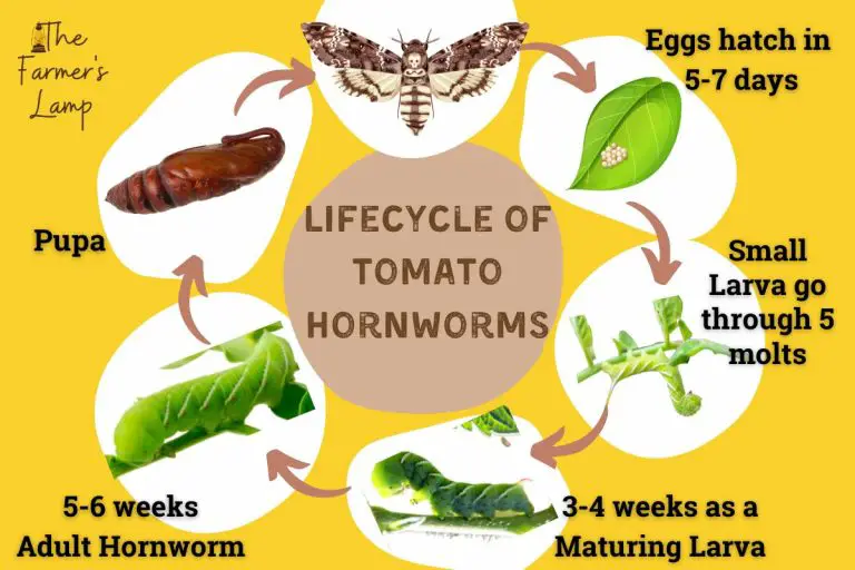 Tomato Hornworms: Easily Find, Kill, And Prevent Them Naturally • The ...