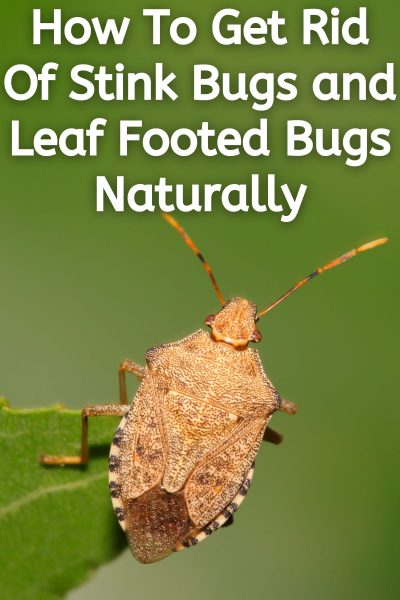 How To Get Rid Of Stink Bugs And Leaf Footed Bugs Naturally • The ...