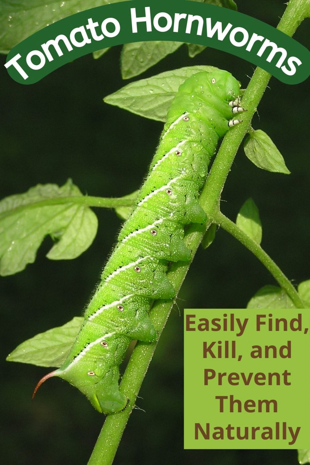 Tomato Hornworms Easily Find Kill And Prevent Them Naturally • The Farmers Lamp 6568