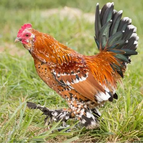 The Belgian D'Uccle Chicken Breed: Everything You Want To Know • The ...