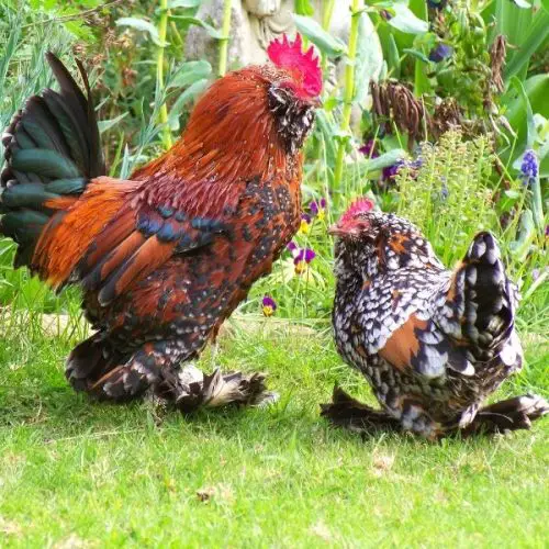 The Belgian D'Uccle Chicken Breed: Everything You Want To Know • The ...