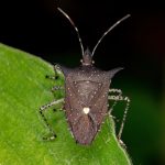 How To Get Rid Of Stink Bugs And Leaf Footed Bugs Naturally • The ...