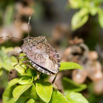 Cheap and Easy Stink-Bug Soda Bottle Trap  Stink bug repellent, Stink bugs,  Stink bug trap